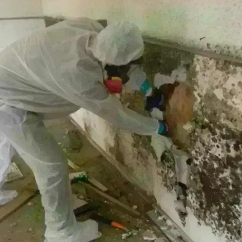 Mold Remediation and Removal in Leitchfield, KY